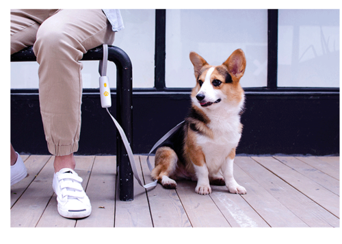 Elastic Bungee Dog Leash — Shock-Absorbing Leash for Small & Medium Dogs