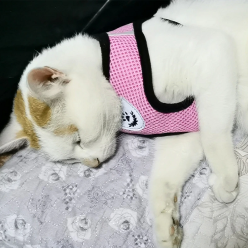 Adjustable Reflective Dog Harness Vest — No-Pull Control Vest, Sizes S–XL