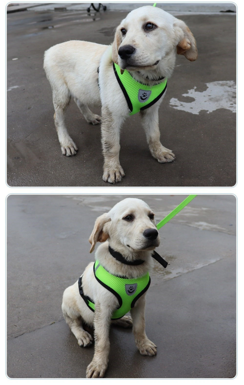 Adjustable Reflective Dog Harness Vest — No-Pull Control Vest, Sizes S–XL