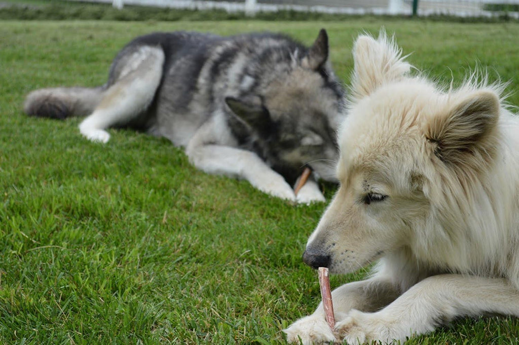Brazilian Grass-Fed Beef Bully Sticks — Natural, High-Protein Dog Chews