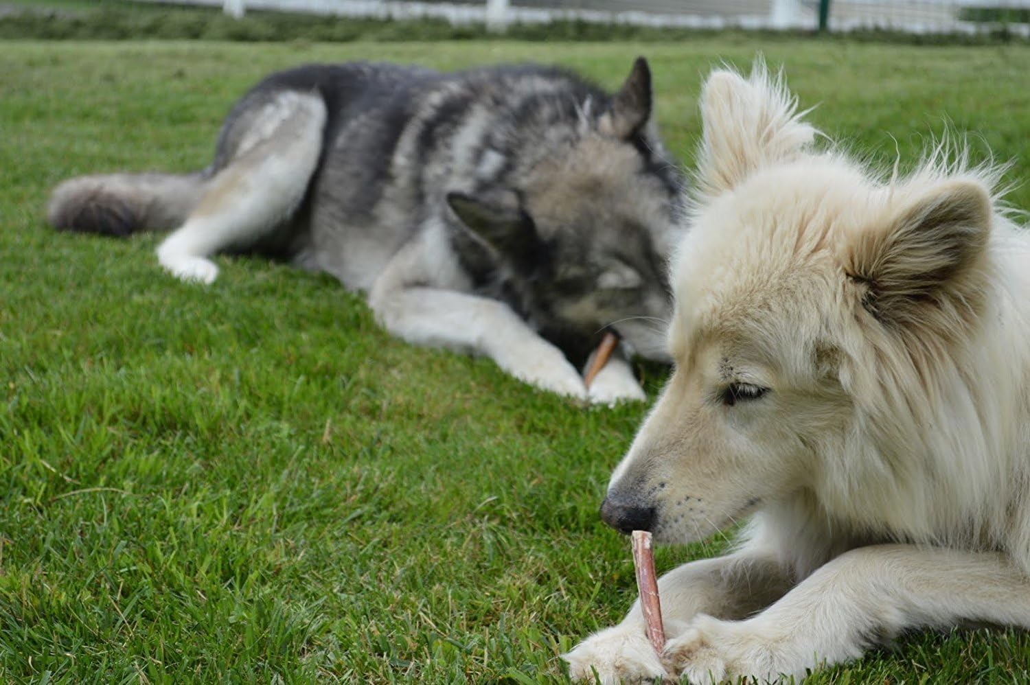 Brazilian Grass-Fed Beef Bully Sticks — Natural, High-Protein Dog Chews