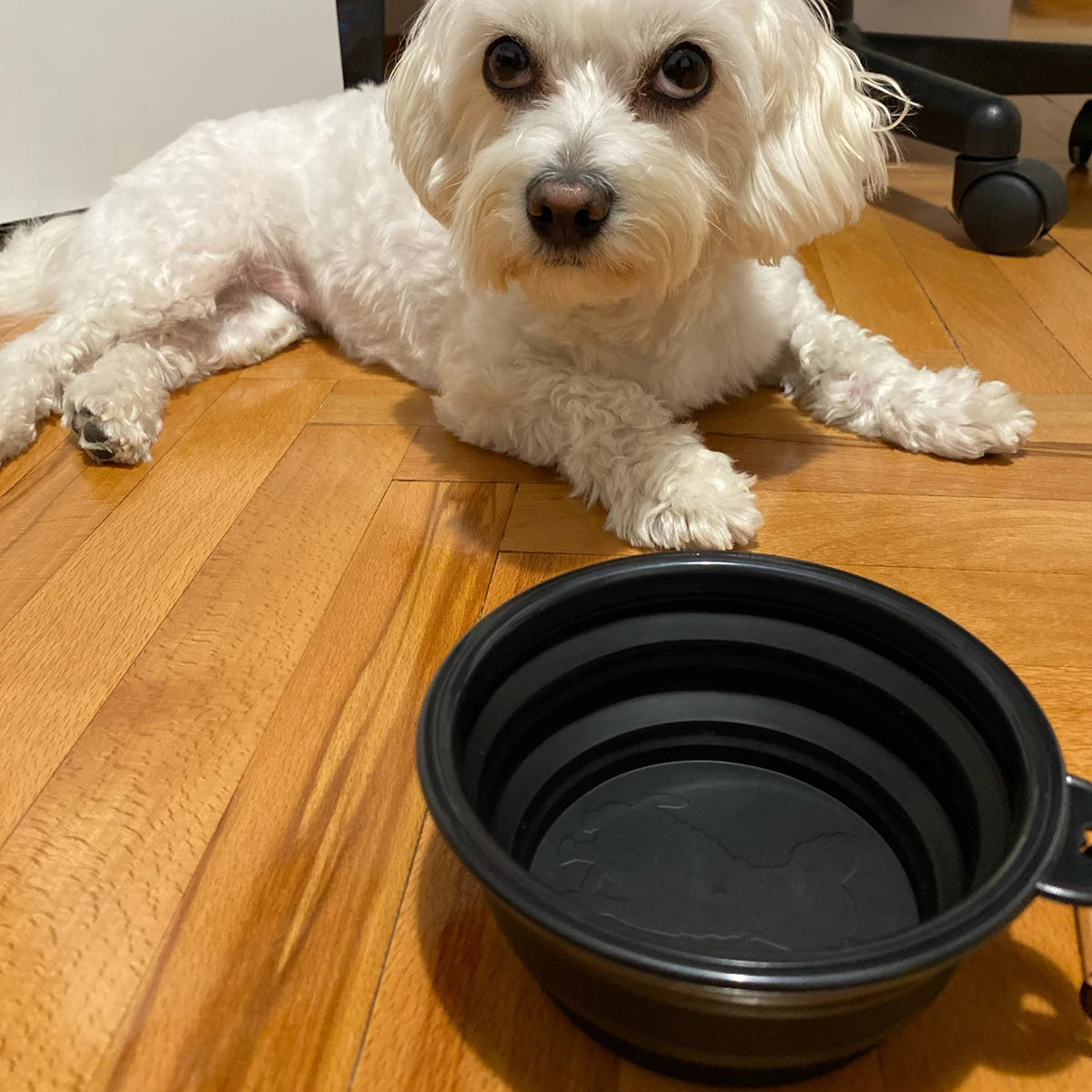 Collapsible Silicone Pet Bowl with Carabiner Clip — Travel Dog Food & Water Dish